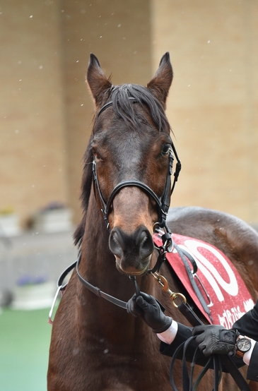 ◇タップダンスシチー◇: 今日の馬(美味)い話 2:競馬写真ブログ ◇タップダンスシチー◇: 今日の馬(美味)い話 2:競馬写真ブログ